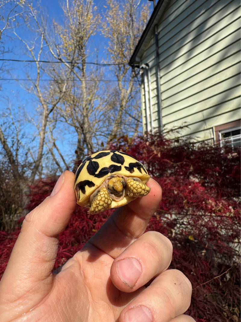 Sri Lankan Star Tortoise 2025