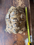 Hi White Leopard Tortoise Adult Female