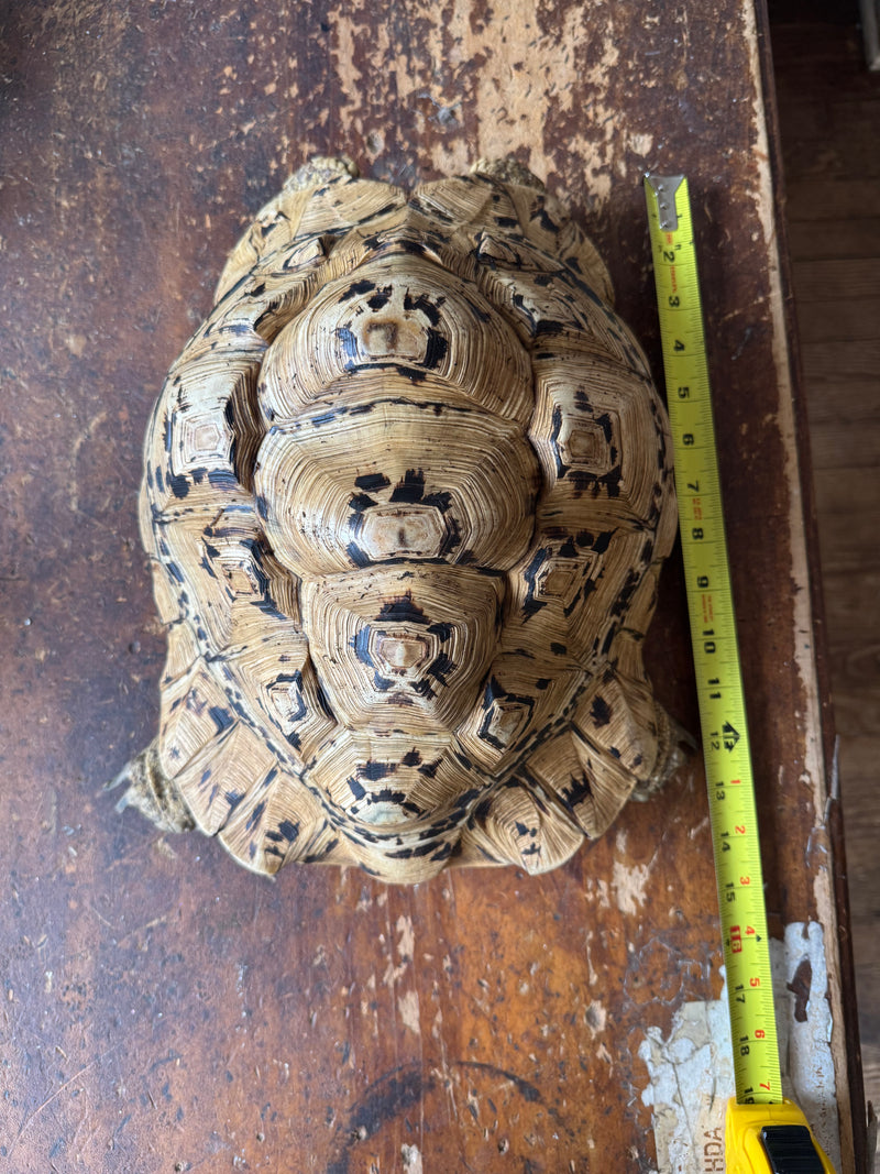 Hi White Leopard Tortoise Adult Female