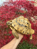 Hi White Leopard Tortoise Adult Female