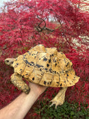 Hi White Leopard Tortoise Adult Female