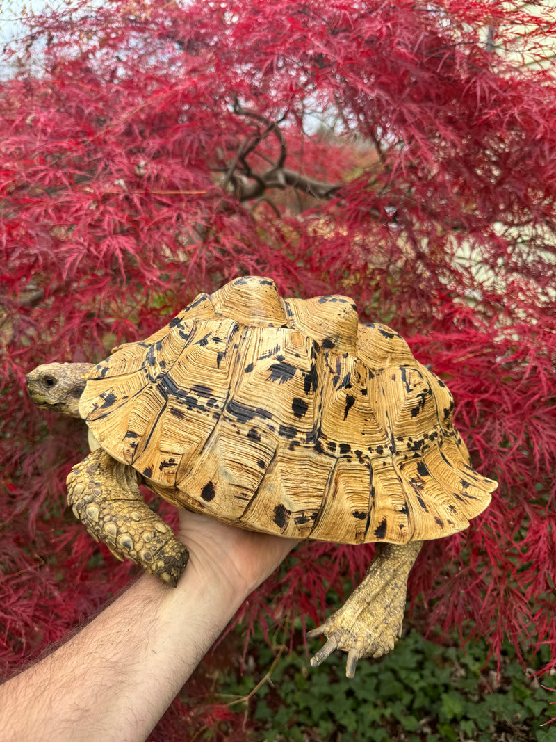Hi White Leopard Tortoise Adult Female