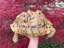 Hi White Leopard Tortoise Adult Female