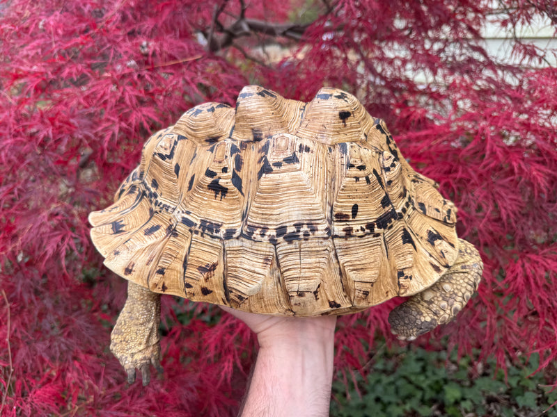 Hi White Leopard Tortoise Adult Female