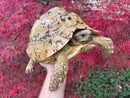 Hi White Leopard Tortoise Adult Female