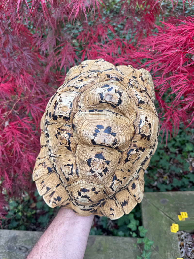 Hi White Leopard Tortoise Adult Female
