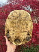 Hi White Leopard Tortoise Adult Female