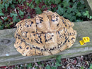 Hi White Leopard Tortoise Adult Female