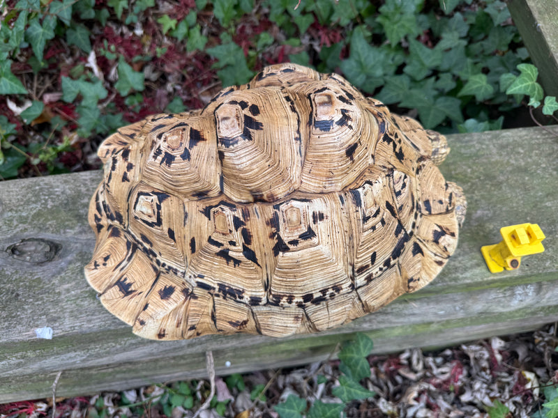 Hi White Leopard Tortoise Adult Female