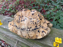 Hi White Leopard Tortoise Adult Female