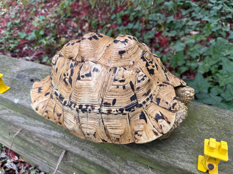 Hi White Leopard Tortoise Adult Female