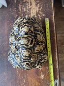 Leopard Tortoise Adult Female