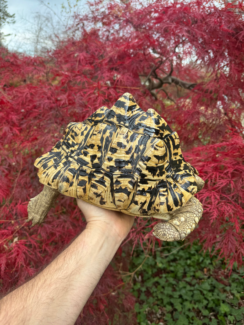 Leopard Tortoise Adult Female