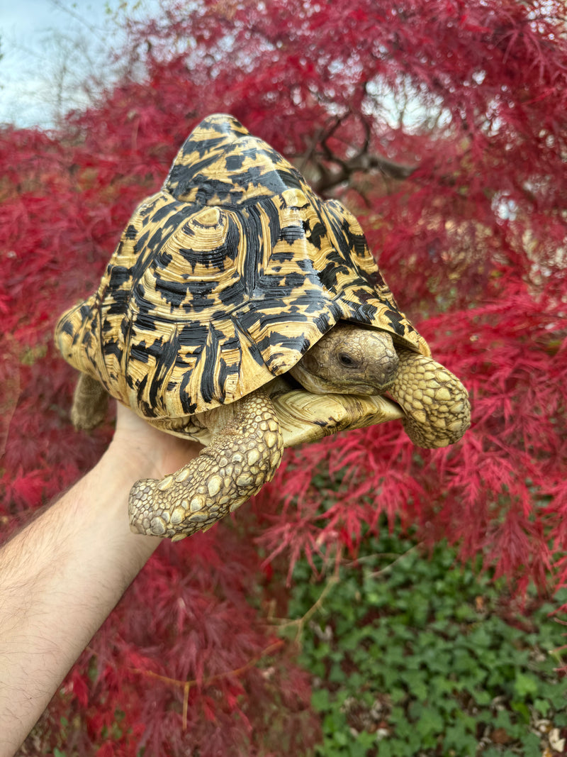 Leopard Tortoise Adult Female