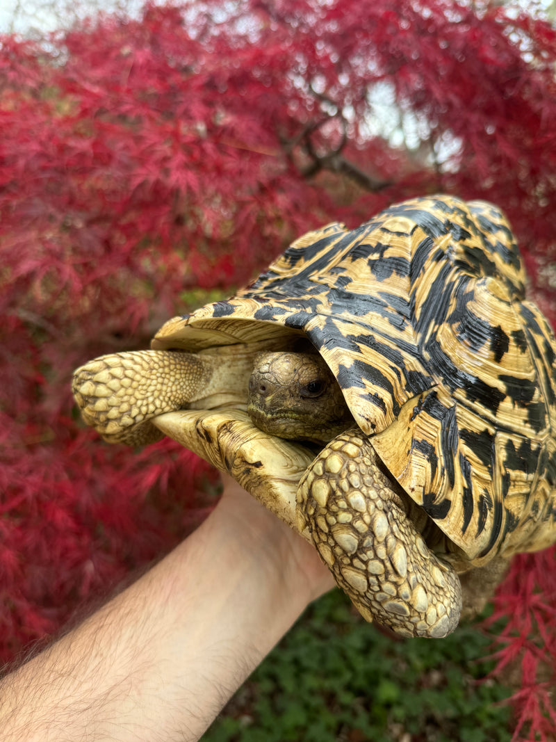 Leopard Tortoise Adult Female