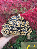 Leopard Tortoise Adult Female