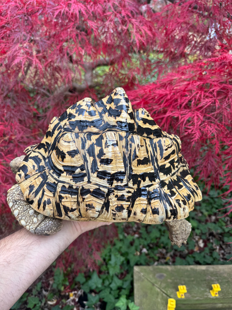 Leopard Tortoise Adult Female