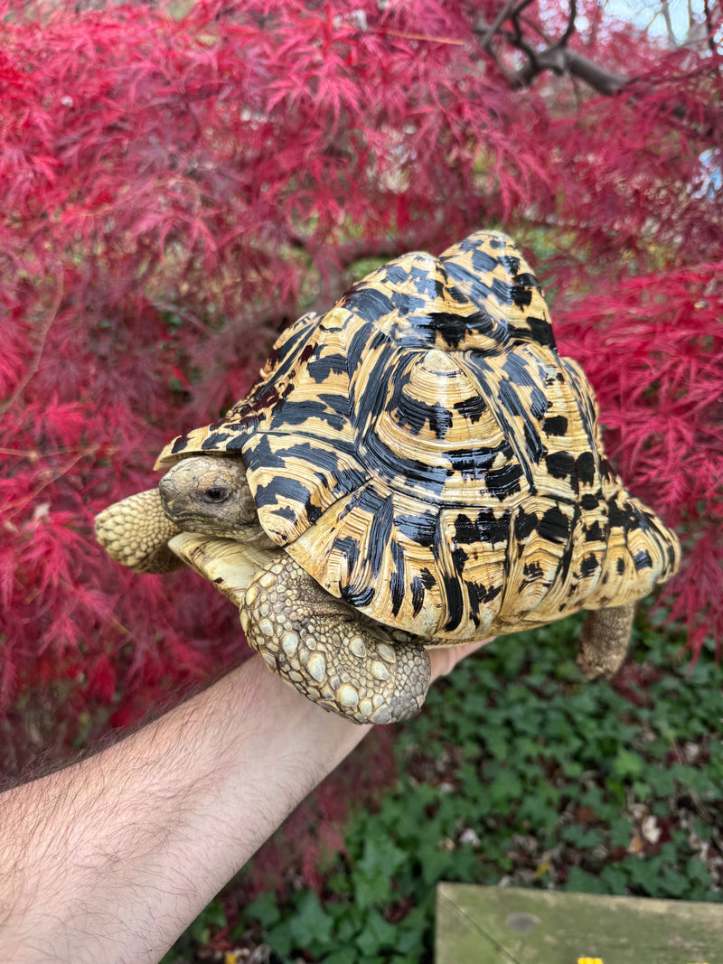 Leopard Tortoise Adult Female