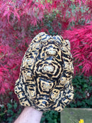 Leopard Tortoise Adult Female
