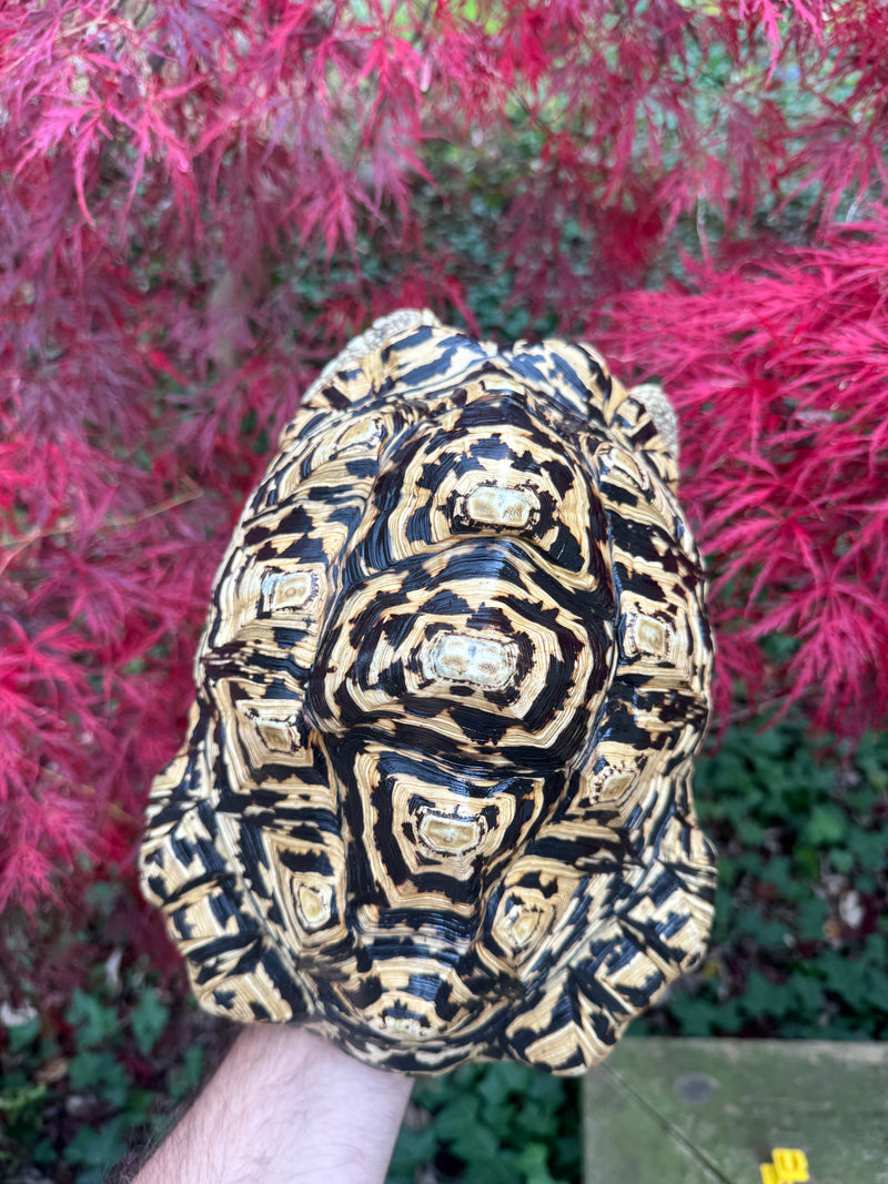 Leopard Tortoise Adult Female