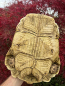 Leopard Tortoise Adult Female