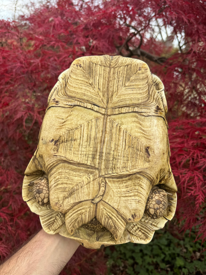 Leopard Tortoise Adult Female