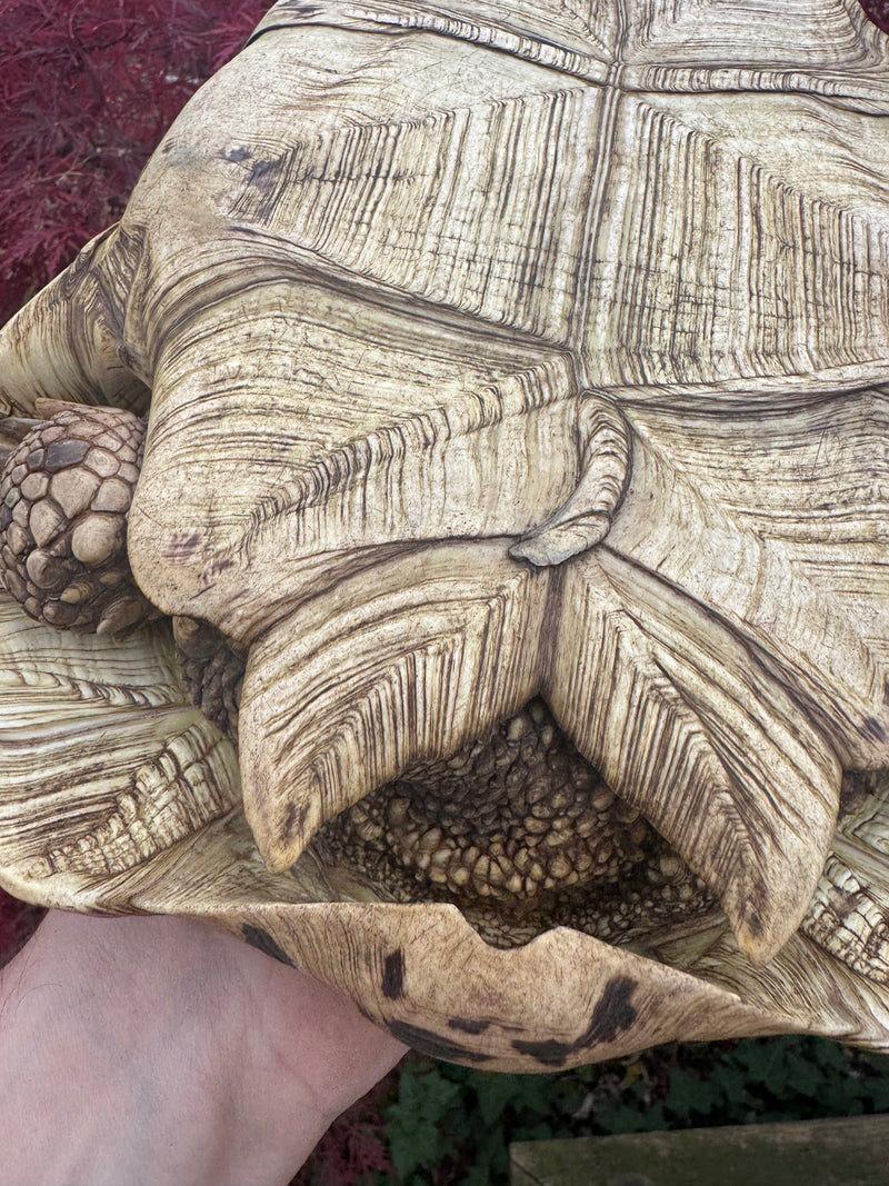Leopard Tortoise Adult Female