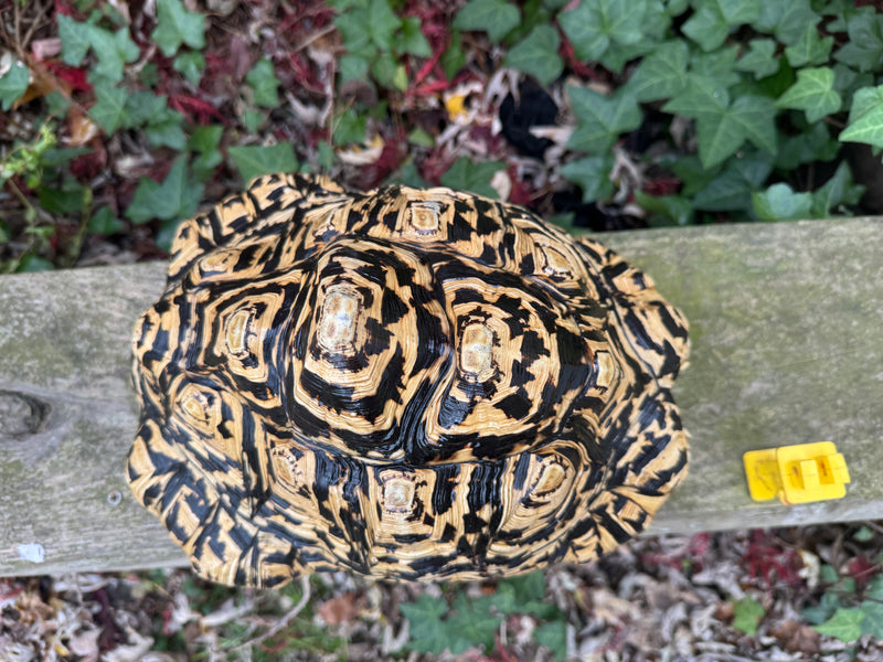 Leopard Tortoise Adult Female