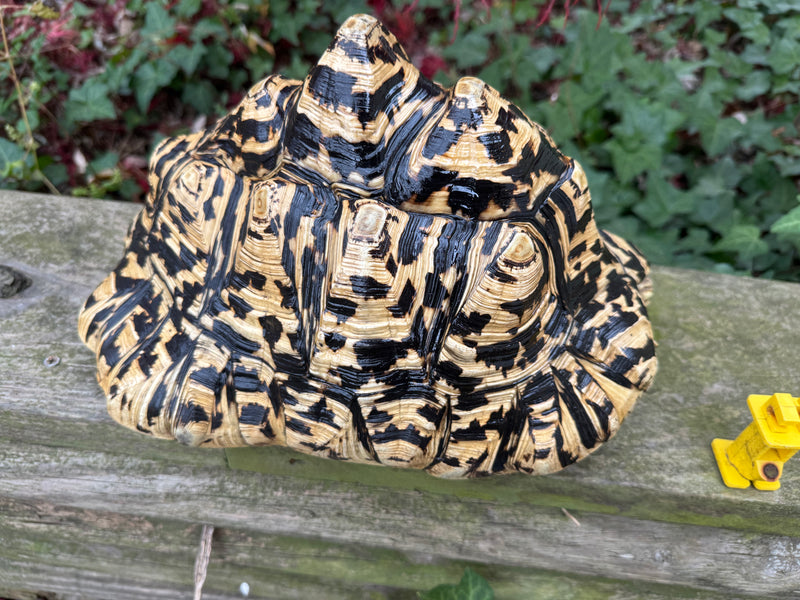 Leopard Tortoise Adult Female