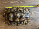 South African Giant Leopard Tortoise Adult Female