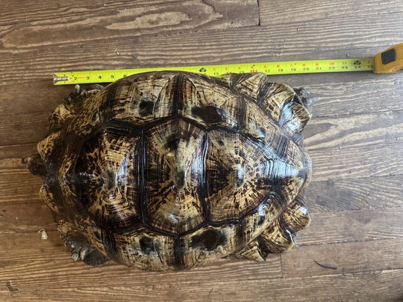 South African Giant Leopard Tortoise Adult Female