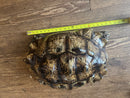 South African Giant Leopard Tortoise Adult Female