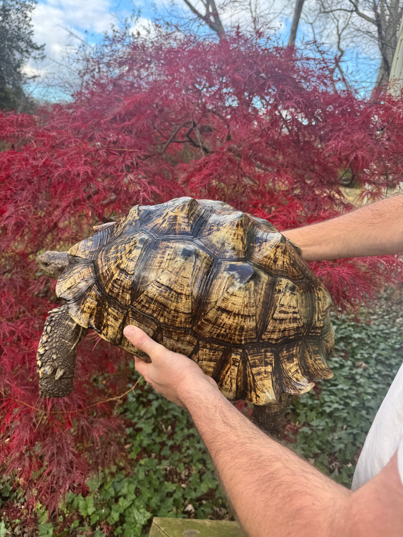 South African Giant Leopard Tortoise Adult Female