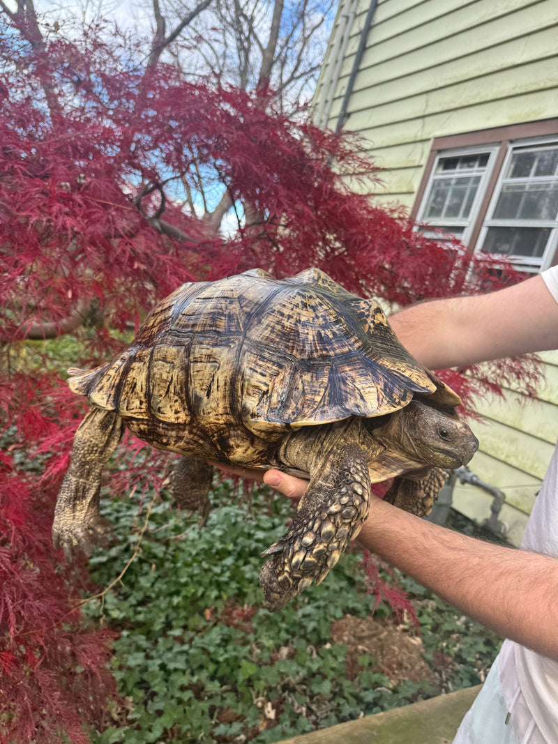 South African Giant Leopard Tortoise Adult Female