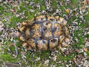 South African Giant Leopard Tortoise Adult Female