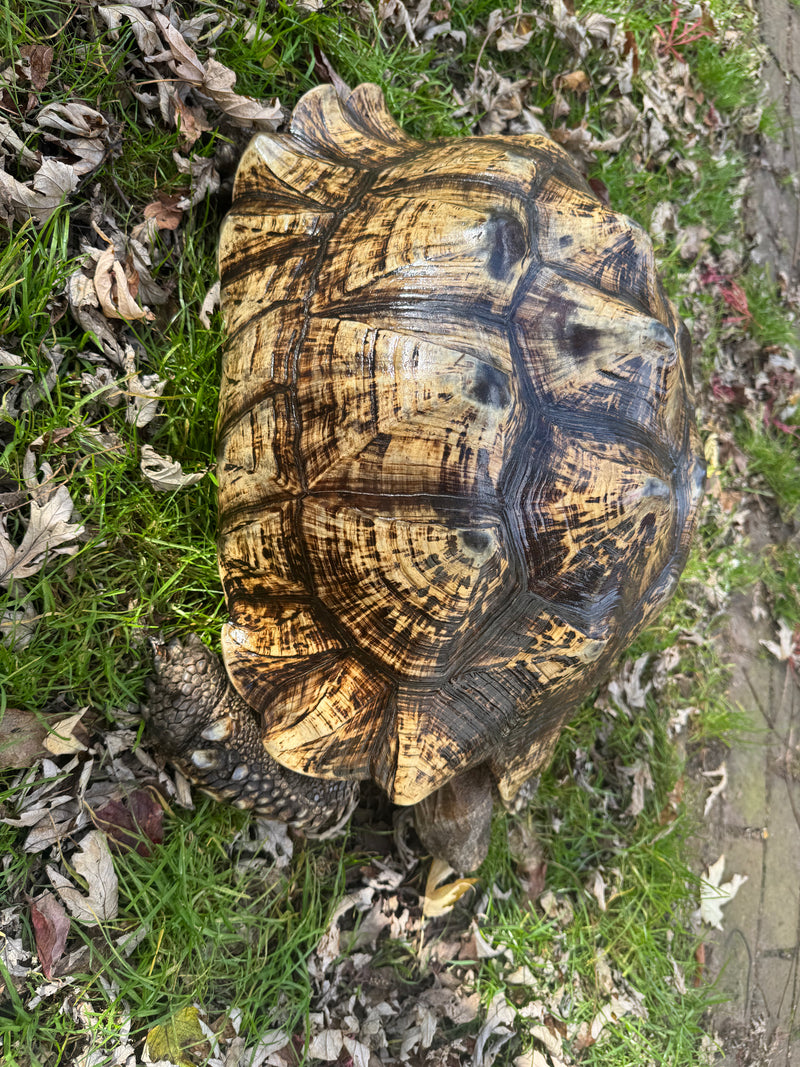 South African Giant Leopard Tortoise Adult Female
