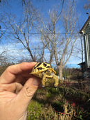 Sri Lankan Star Tortoise 2025