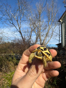 Sri Lankan Star Tortoise 2025