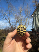 Sri Lankan Star Tortoise 2025