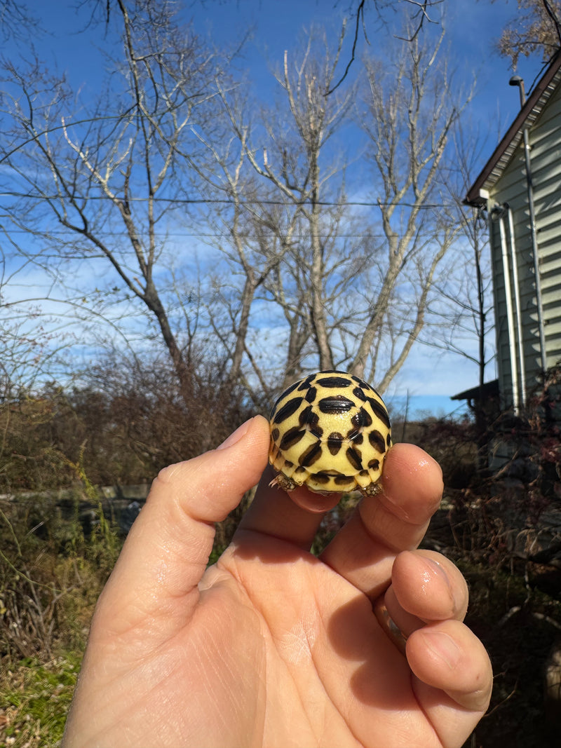 Sri Lankan Star Tortoise 2025