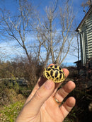 Sri Lankan Star Tortoise 2025