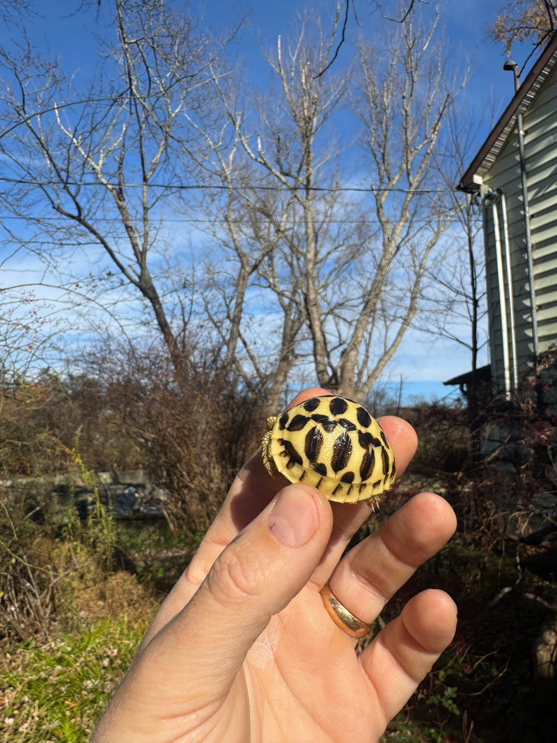 Sri Lankan Star Tortoise 2025