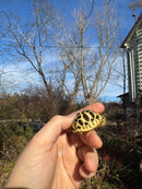 Sri Lankan Star Tortoise 2025