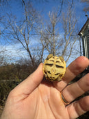 Sri Lankan Star Tortoise 2025