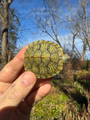 Mitch Clown Red Eared Slider Turtle