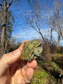 Mitch Clown Red Eared Slider Turtle