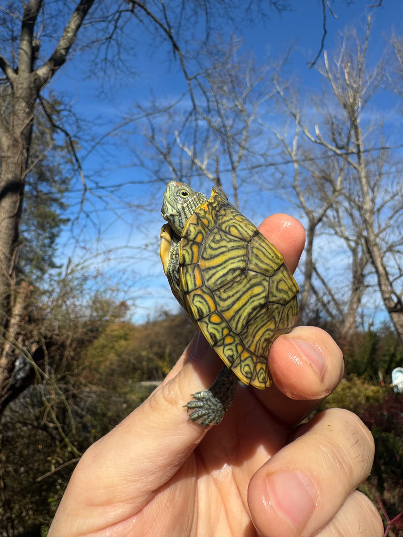 Mitch Clown Red Eared Slider Turtle