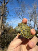 Mitch Clown Red Eared Slider Turtle