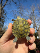 Mitch Clown Red Eared Slider Turtle