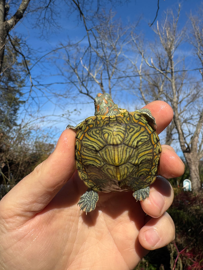 Mitch Clown Red Eared Slider Turtle